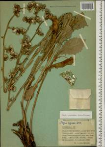 Crepis pannonica (Jacq.) C. Koch, Caucasus, Armenia (K5) (Armenia)