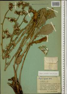 Crepis pannonica (Jacq.) K. Koch, Caucasus, Armenia (K5) (Armenia)