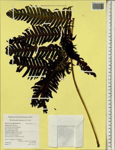 Woodwardia radicans (L.) Sm., Africa (AFR) (Portugal)