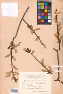 Salix alba × fragilis, Eastern Europe, Moscow region (E4a) (Russia)