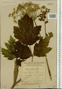 Heracleum dissectum Ledeb., Siberia, Baikal & Transbaikal region (S4) (Russia)