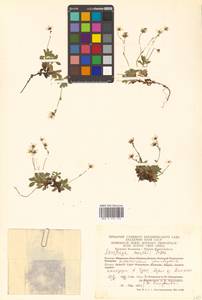 Micranthes merkii subsp. merkii, Siberia, Chukotka & Kamchatka (S7) (Russia)