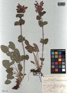 Dracocephalum grandiflorum L., Siberia, Altai & Sayany Mountains (S2) (Russia)