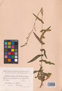 Lactuca saligna L., Siberia, Russian Far East (S6) (Russia)
