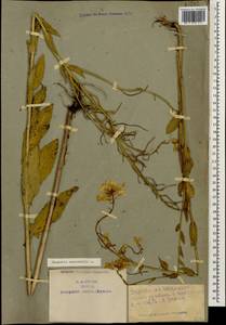 Hesperis matronalis L., Caucasus, Armenia (K5) (Armenia)