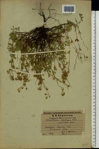 Helianthemum rupifragum A. Kerner, Eastern Europe, Middle Volga region (E8) (Russia)