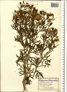 Peganum harmala L., Caucasus, Azerbaijan (K6) (Azerbaijan)