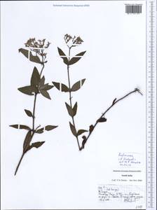 Rubiaceae, South Asia, South Asia (Asia outside ex-Soviet states and Mongolia) (ASIA) (India)