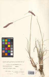 Calamagrostis purpurascens subsp. purpurascens, Siberia, Chukotka & Kamchatka (S7) (Russia)