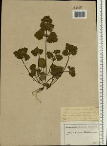 Lamium amplexicaule L., Eastern Europe, Central forest-and-steppe region (E6) (Russia)