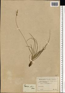 Carex pilulifera L., Eastern Europe, Moscow region (E4a) (Russia)
