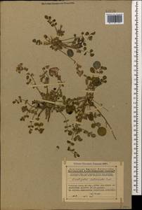 Onobrychis subacaulis Boiss., Caucasus, Armenia (K5) (Armenia)