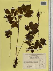 Hylomecon vernalis Maxim., Siberia, Russian Far East (S6) (Russia)