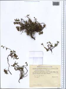 Helianthemum buschii (Palib.) Juz. & Pozd., Caucasus, Krasnodar Krai & Adygea (K1a) (Russia)