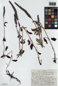 Nepeta multifida L., Siberia, Altai & Sayany Mountains (S2) (Russia)