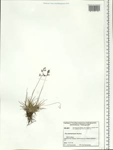 Poa tolmatchewii Roshev., Siberia, Central Siberia (S3) (Russia)