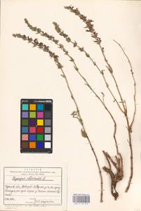 MHA 0 156 675, Hyssopus officinalis L., Eastern Europe, North Ukrainian region (E11) (Ukraine)