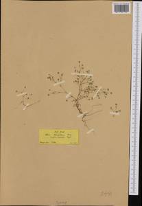 Sabulina mesogitana subsp. mesogitana, South Asia, South Asia (Asia outside ex-Soviet states and Mongolia) (ASIA) (Turkey)