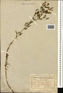 Hypericum elegans Steph. ex Willd., Caucasus, Stavropol Krai, Karachay-Cherkessia & Kabardino-Balkaria (K1b) (Russia)