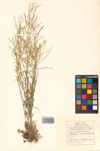 Arabidopsis lyrata subsp. kamchatica (Fisch. ex DC.) O'Kane & Al-Shehbaz, Siberia, Russian Far East (S6) (Russia)