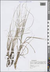 Calamagrostis, Siberia, Russian Far East (S6) (Russia)