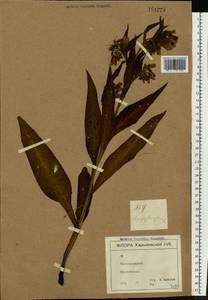 Symphytum officinale L., Eastern Europe, North Ukrainian region (E11) (Ukraine)