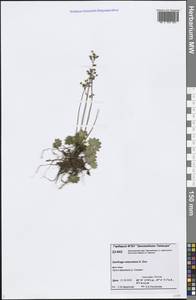 Micranthes nelsoniana subsp. nelsoniana, Siberia, Central Siberia (S3) (Russia)