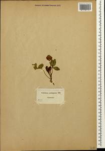 Trifolium ambiguum M.Bieb., Caucasus (no precise locality) (K0)