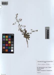 KUZ 005 160, Rorippa palustris (L.) Besser, Siberia, Altai & Sayany Mountains (S2) (Russia)