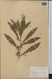 Hippobroma longiflora (L.) G.Don, America (AMER) (Cuba)