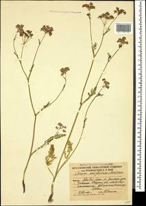 Carum meifolium (M. Bieb.) Boiss., Caucasus, South Ossetia (K4b) (South Ossetia)