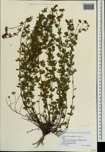 Dorycnium pentaphyllum subsp. herbaceum (Vill.)Rouy, Crimea (KRYM) (Russia)