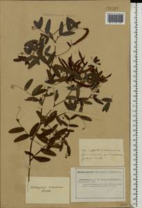 Lathyrus incurvus (Roth) Willd., Eastern Europe, Lower Volga region (E9) (Russia)