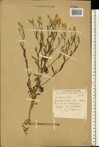 Klasea erucifolia (L.) Greuter & Wagenitz, Eastern Europe, Rostov Oblast (E12a) (Russia)
