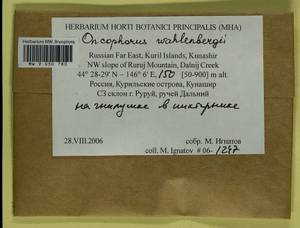 Brideliella wahlenbergii (Brid.) Fedosov, M. Stech & Ignatov, Bryophytes, Bryophytes - Russian Far East (excl. Chukotka & Kamchatka) (B20) (Russia)