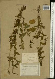 Stachys annua (L.) L., Eastern Europe, Central forest-and-steppe region (E6) (Russia)