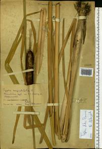 Typha glauca Godr., Eastern Europe, Central forest-and-steppe region (E6) (Russia)