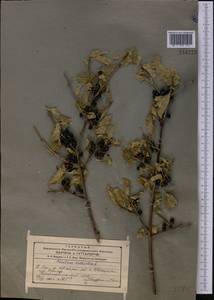 Rhamnus cathartica L., Middle Asia, Western Tian Shan & Karatau (M3) (Kyrgyzstan)