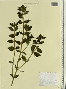 Petunia ×atkinsiana D. Don ex Loudon, Eastern Europe, North-Western region (E2) (Russia)