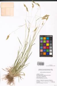 Anthoxanthum odoratum L., Eastern Europe, Central region (E4) (Russia)
