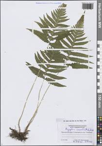 Phegopteris connectilis (Michx.) Watt, Siberia, Russian Far East (S6) (Russia)