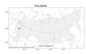 Aria edulis (Willd.) M. Roem., Atlas of the Russian Flora (FLORUS) (Russia)