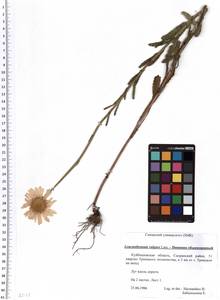SMR002011, Leucanthemum vulgare Lam., Eastern Europe, Middle Volga region (E8) (Russia)