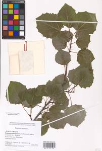 Populus tremula L., Eastern Europe, Central forest-and-steppe region (E6) (Russia)