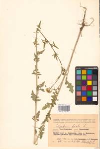 Sisymbrium loeselii L., Eastern Europe, Lower Volga region (E9) (Russia)