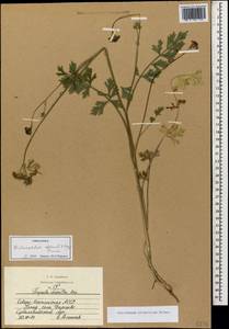 Dichoropetalum pschawicum (Boiss.) Pimenov & Kljuykov, Caucasus, North Ossetia, Ingushetia & Chechnya (K1c) (Russia)