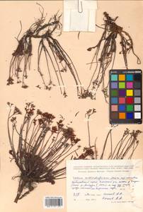 Phedimus middendorfianus subsp. middendorfianus, Siberia, Russian Far East (S6) (Russia)