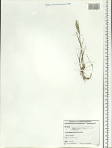 Poa alpigena Lindm., Siberia, Central Siberia (S3) (Russia)