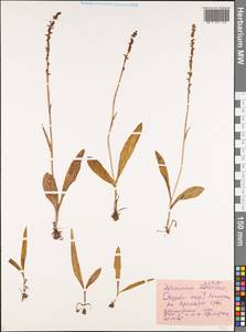 Herminium monorchis (L.) R.Br., Siberia, Russian Far East (S6) (Russia)