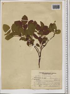 Spiraea betulifolia Pall., Siberia, Russian Far East (S6) (Russia)